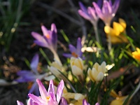 Blumen