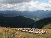Schwarzwald